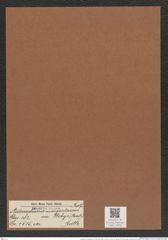 Aulacodiscus margaritaceus var. debyi (Pant.) Rattr. (de-Toni-Nr.: Genus 182, Species 4515) Zeichnungen Sammlung Grunow Mappe 04434 (Herbarium_W_Grunow_drawings_Folder_04434)